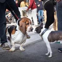 Einzeltraining Hundebegegnung